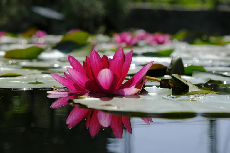 a large flower in some water on the surface