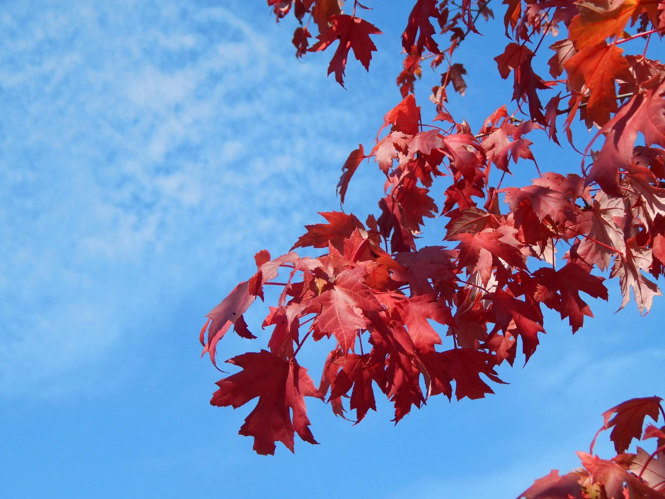 a tree is standing alone in the sky