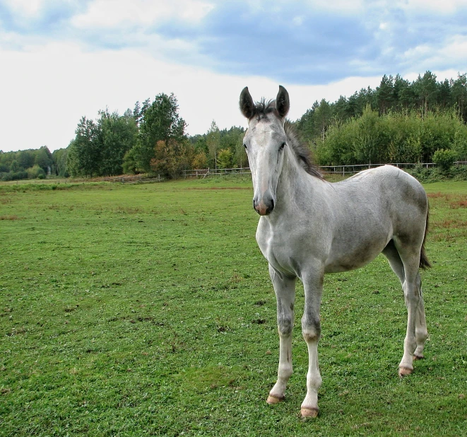 a grey horse is standing in a field