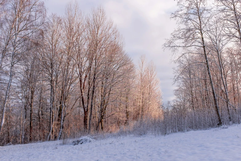 a snow covered field with trees in the background