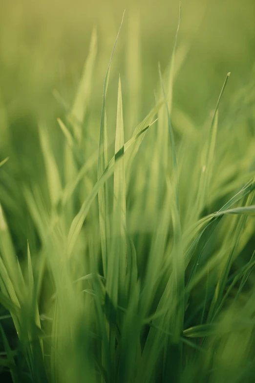 close up of green grass in the wind