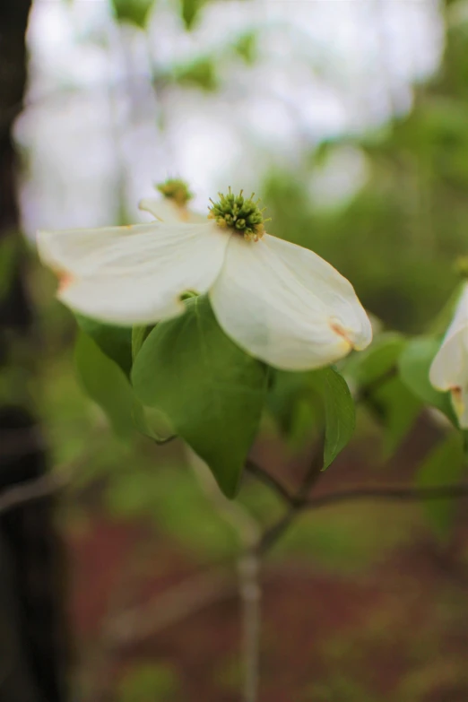 a white flower with many green leaves in the background