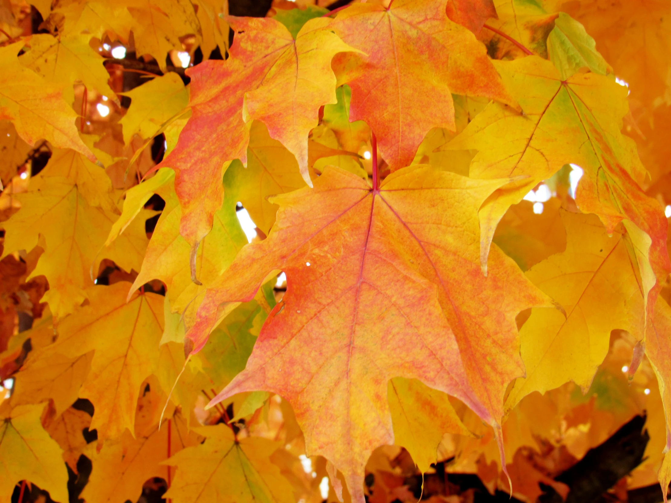 yellow, orange and red fall leaves hanging over water