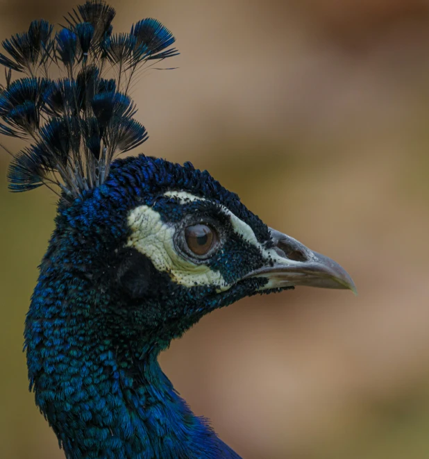 a close up image of a peacock's face