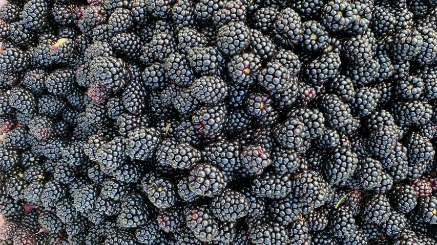 there are many blackberries that are still growing