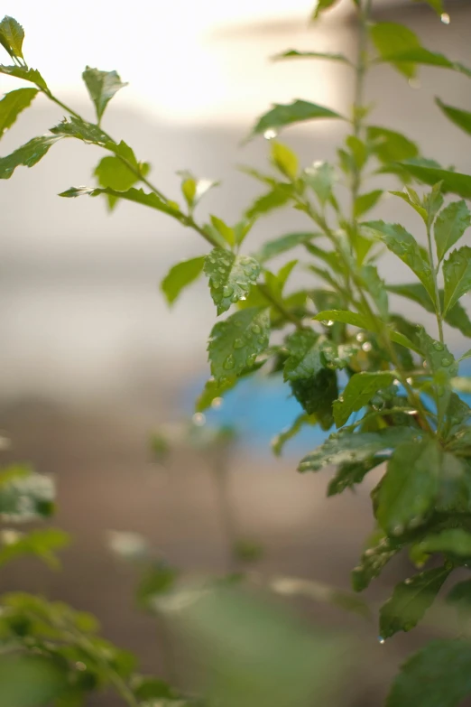 green leaves with water drops hanging on them