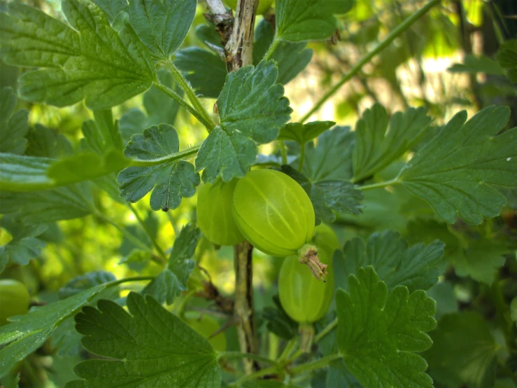 a plant with fruits growing from it in the sun