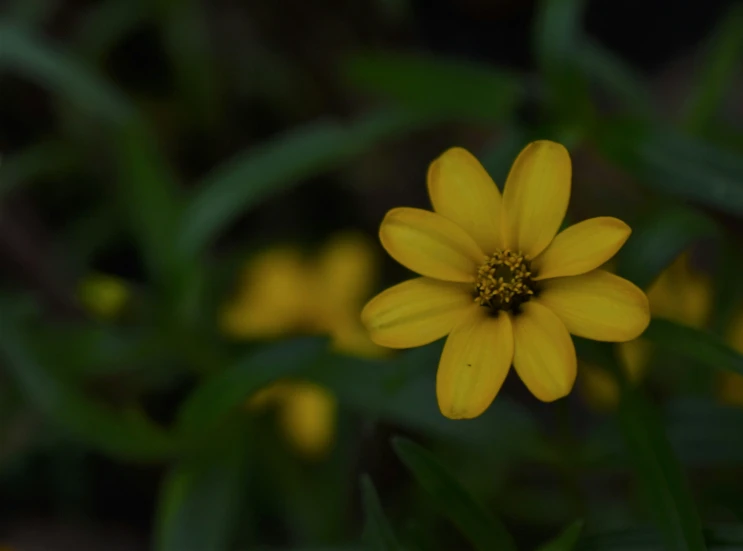 close up of yellow flowers surrounded by green grass