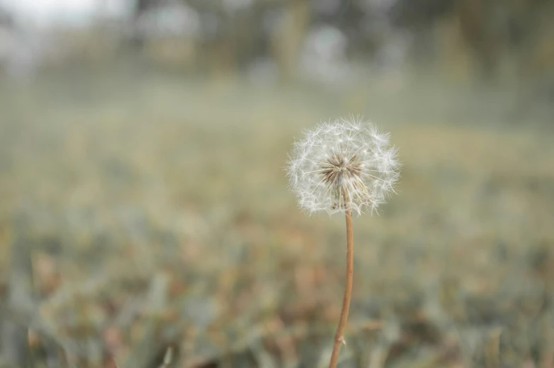 a close up of a dandelion in the middle of a field