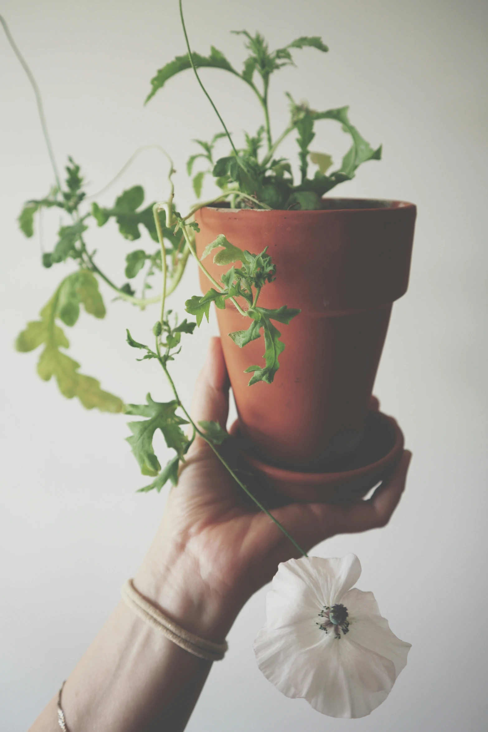 a person holding a potted plant up to the camera