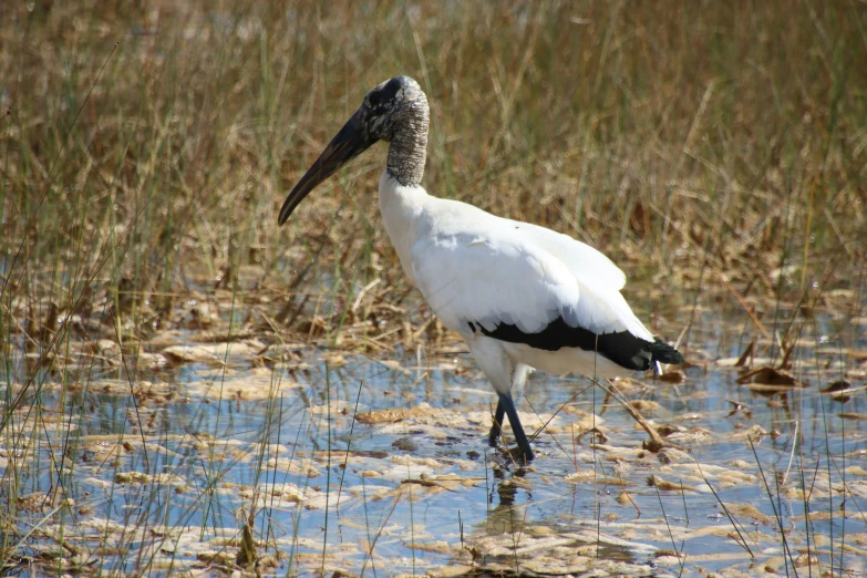 a bird is standing in shallow water