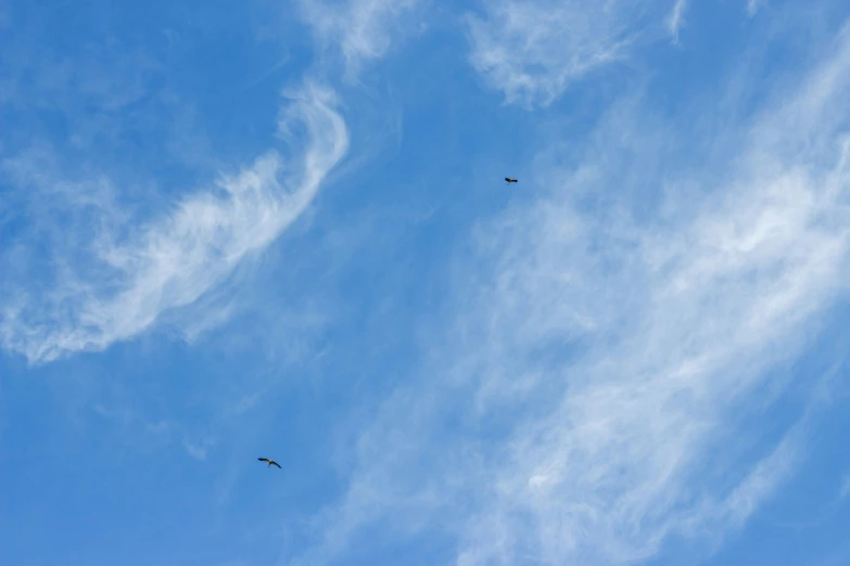 birds in the sky with a blue sky behind them