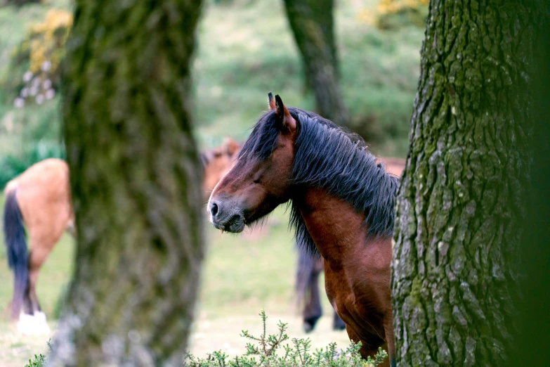 several horses standing around in the woods under the trees