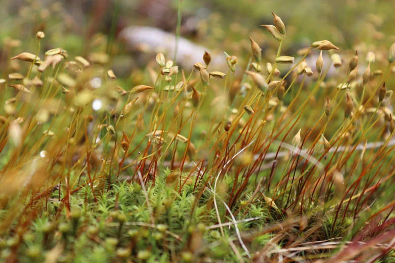 small plants covered with moss in the woods