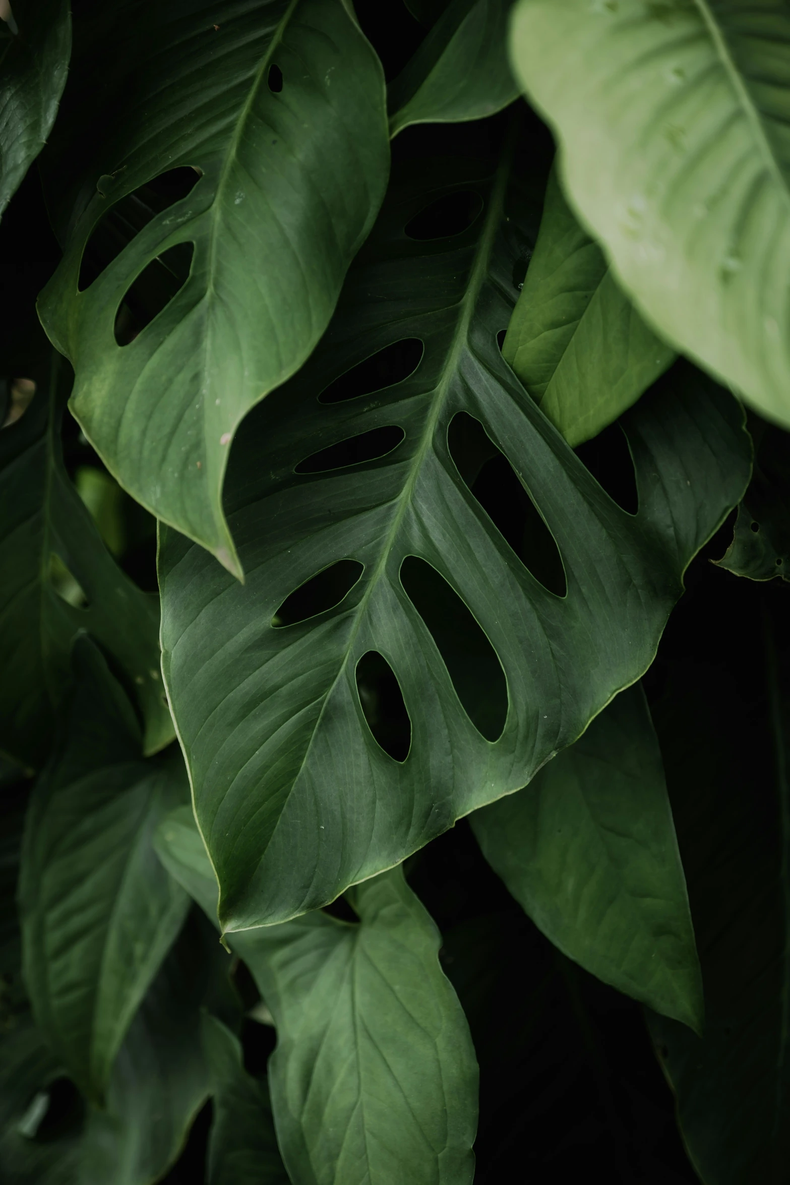 a large leafed plant with a black hole in the middle of it