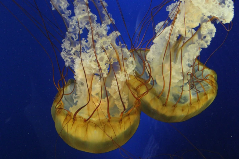 two large white jellyfish with dark blue water in their tentacles