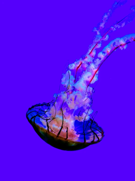 a jellyfish appears to be floating underneath a purple background