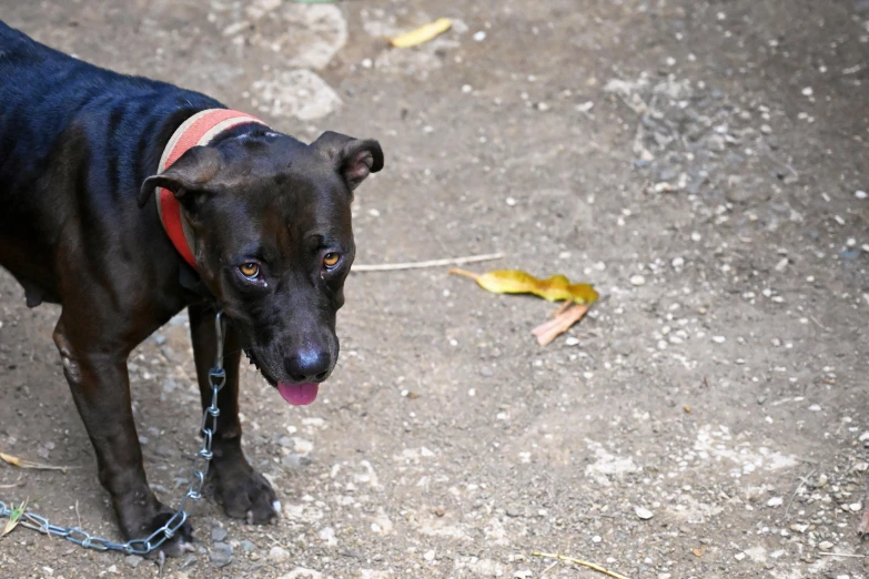 a dog with a harness stands on a chain