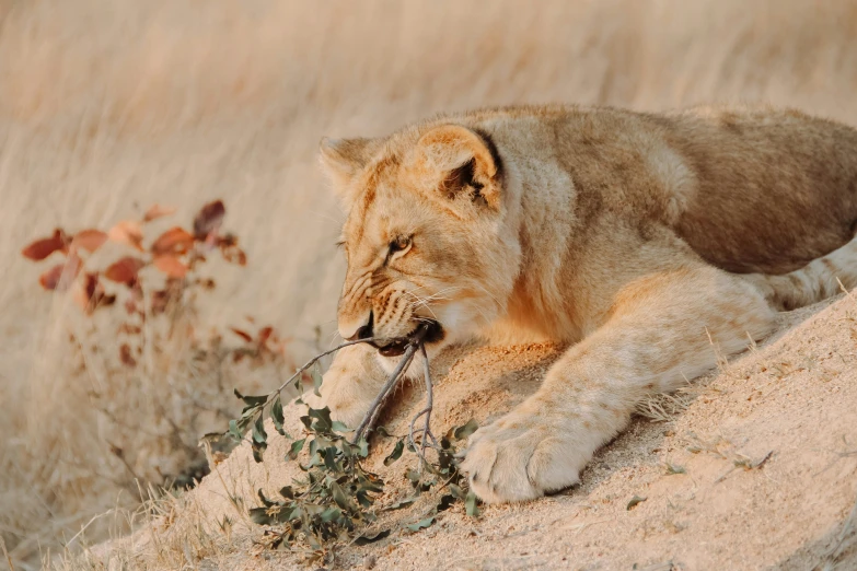 a lion laying down with a mouse in its mouth