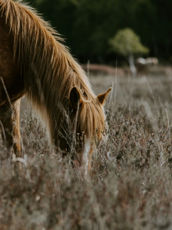 a horse standing alone eating grass in the field