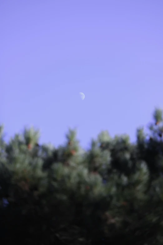 a bird flying near trees under the blue sky