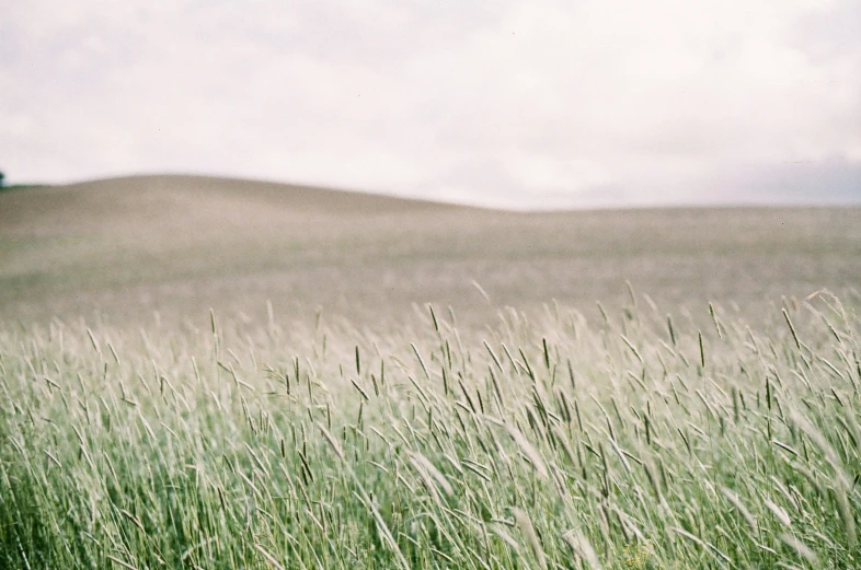 a grassy meadow with hills in the distance