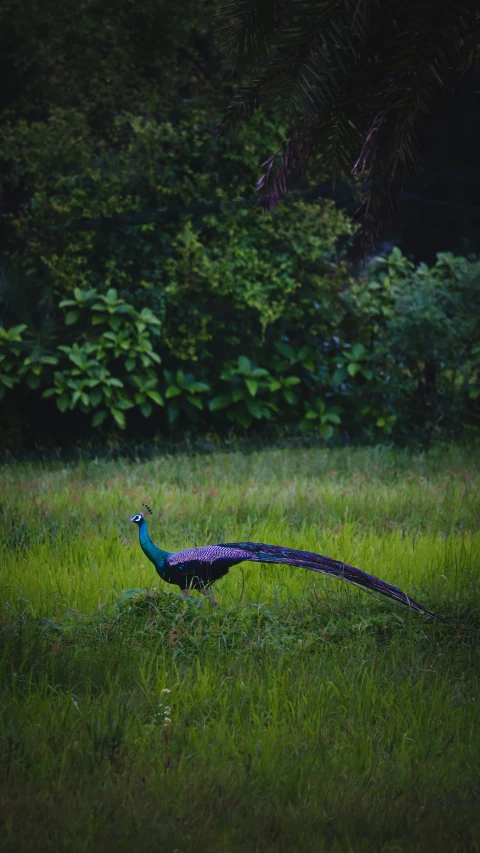 a peacock is walking in a field of grass