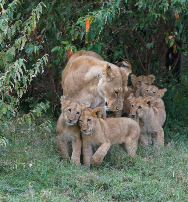 four lions cubs are in a field with trees