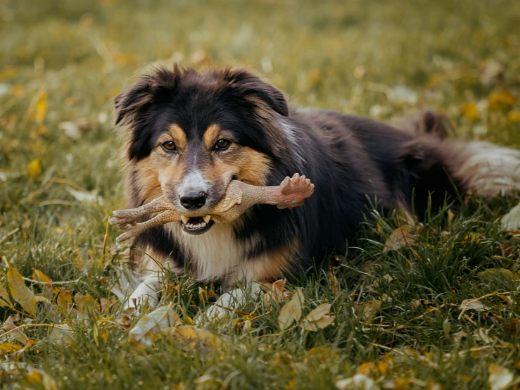 a dog chewing on a stick in a field