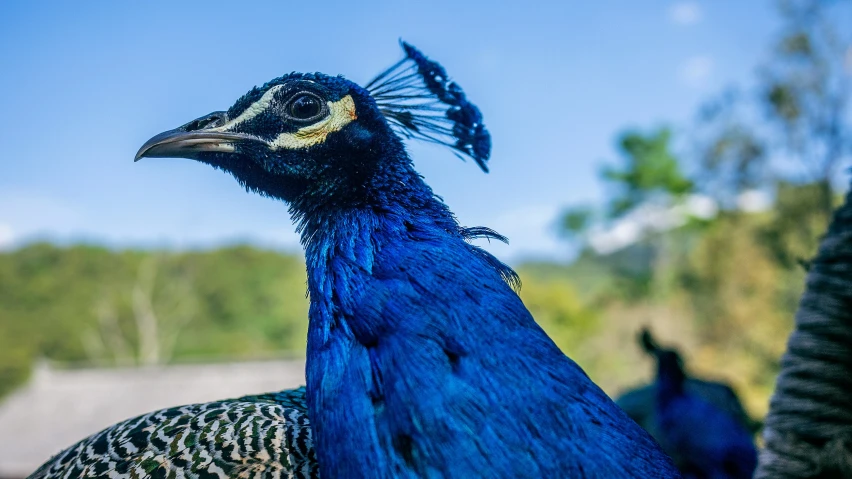 a closeup of a peacock standing on the ground