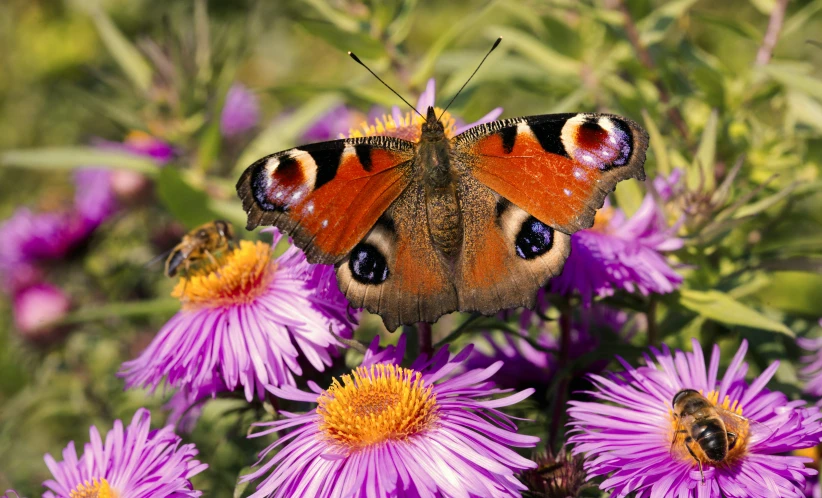 the erfly is standing on the purple flowers