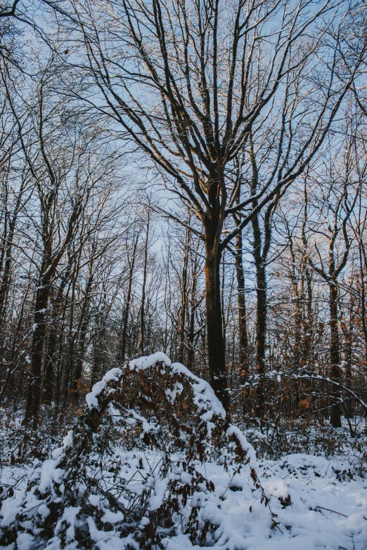 snowy woods and lots of trees with no leaves