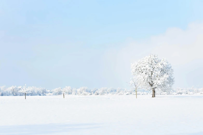 a single tree in the middle of a snowy field