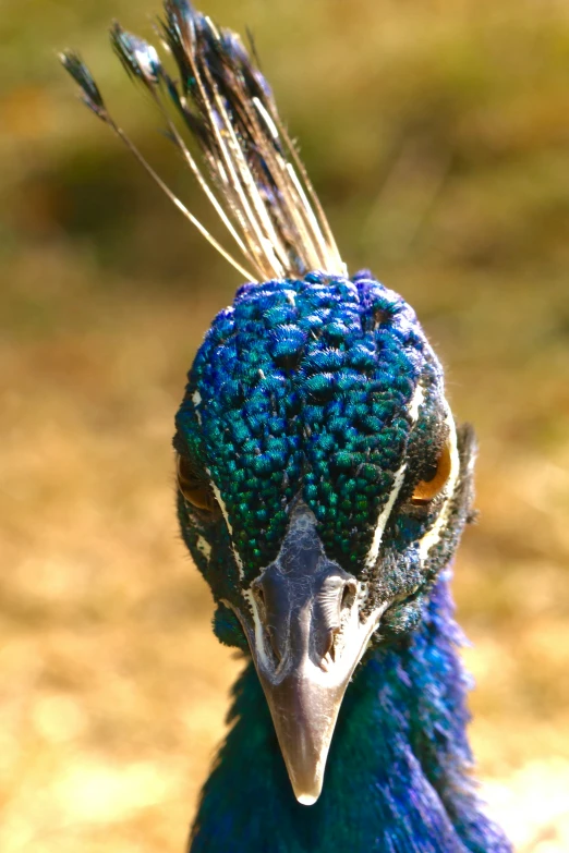 a close - up of a peacock's head with feathers in its feathers