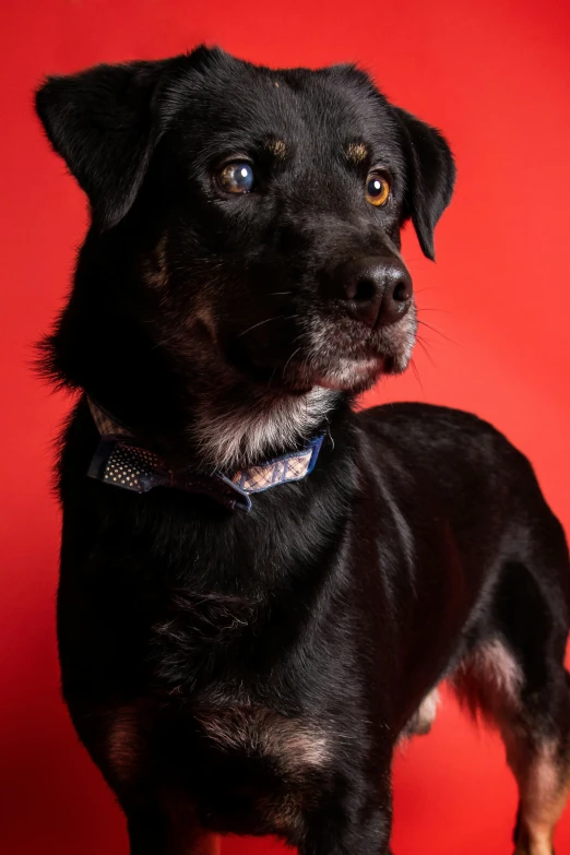 there is a small black dog that is on this red backdrop