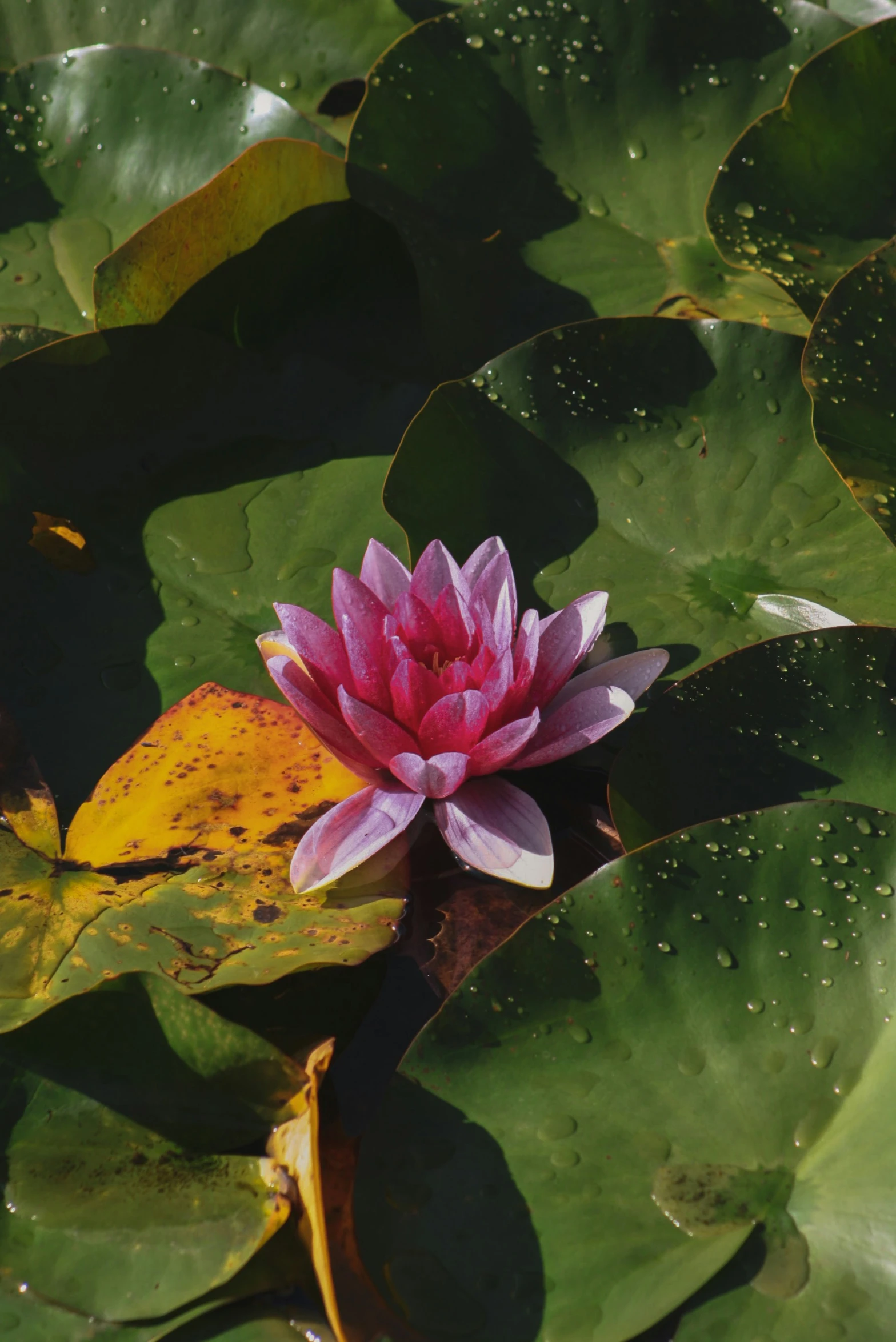 a beautiful pink flower surrounded by waterlilies