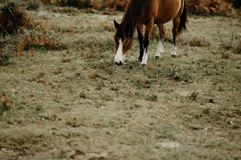 a lone horse grazing in the grass in the desert