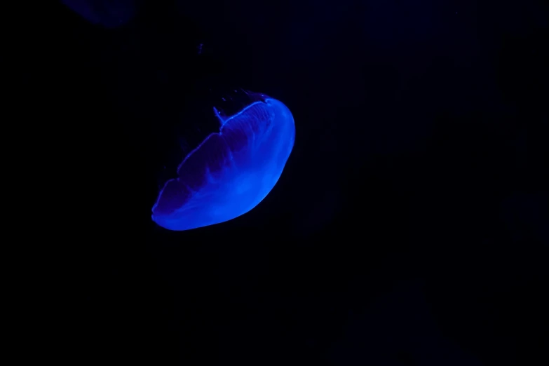 blue jelly fish floating in a dark sea water