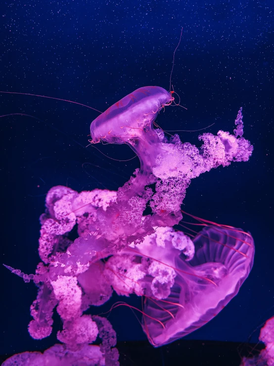 a purple jellyfish in the water and some jelly fish on the ground