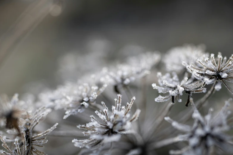 a close up of a plant with snow on it