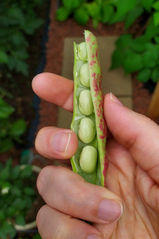 a person holds a pea pod with several peas in it