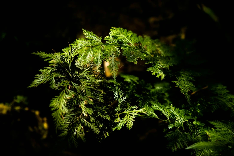 a close - up view of a bright green tree