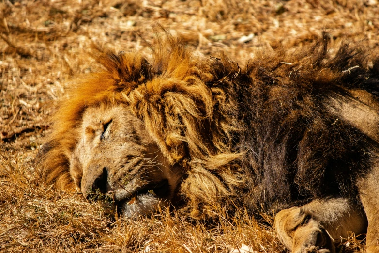 a large lion is lying in the grass