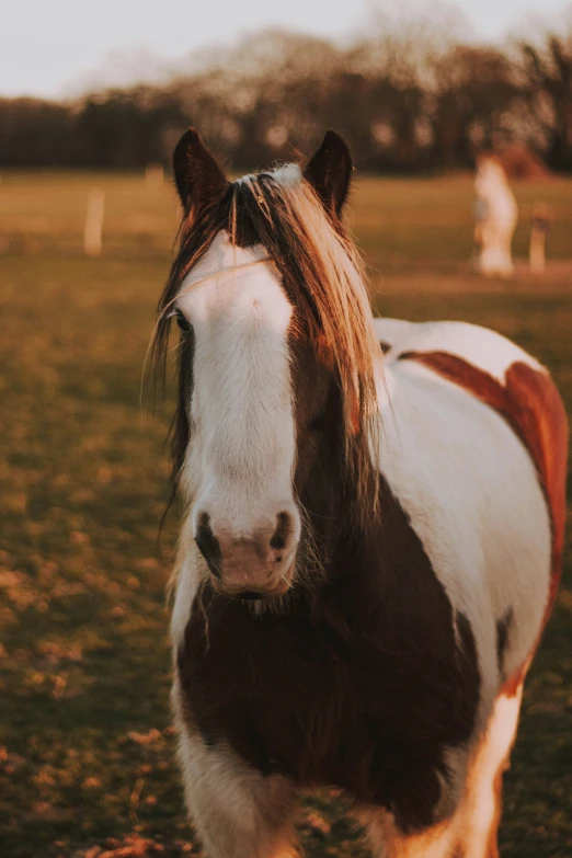 a brown and white horse standing on top of a field