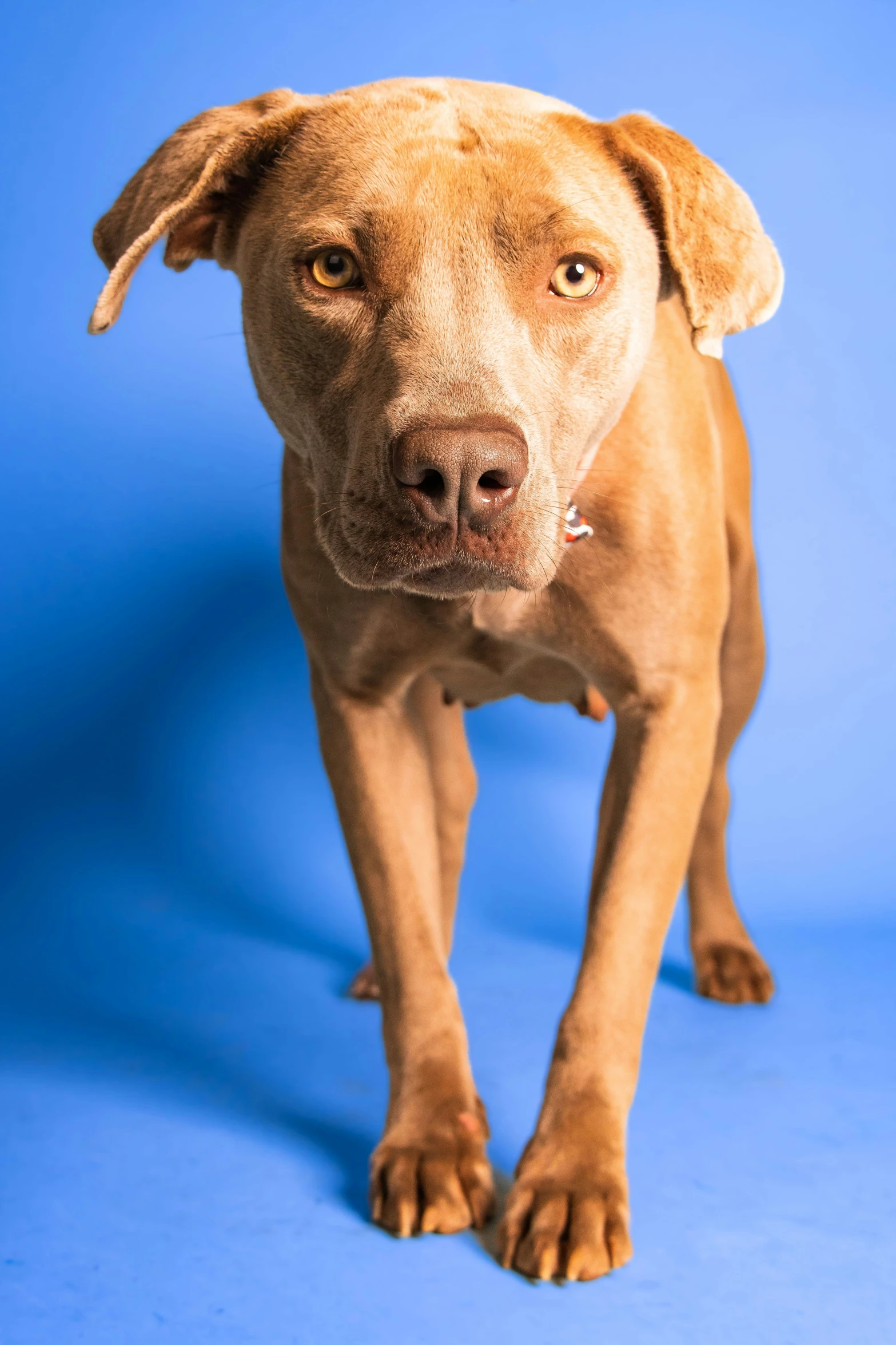 a brown dog standing in the middle of a blue studio backdrop