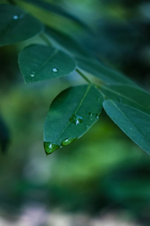 the green leaves are showing their dewdrops