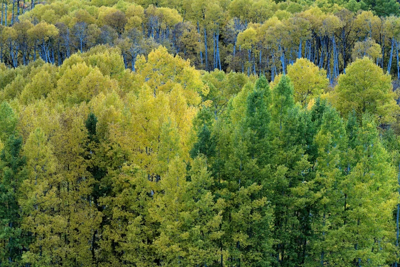 a large group of trees in the middle of nowhere