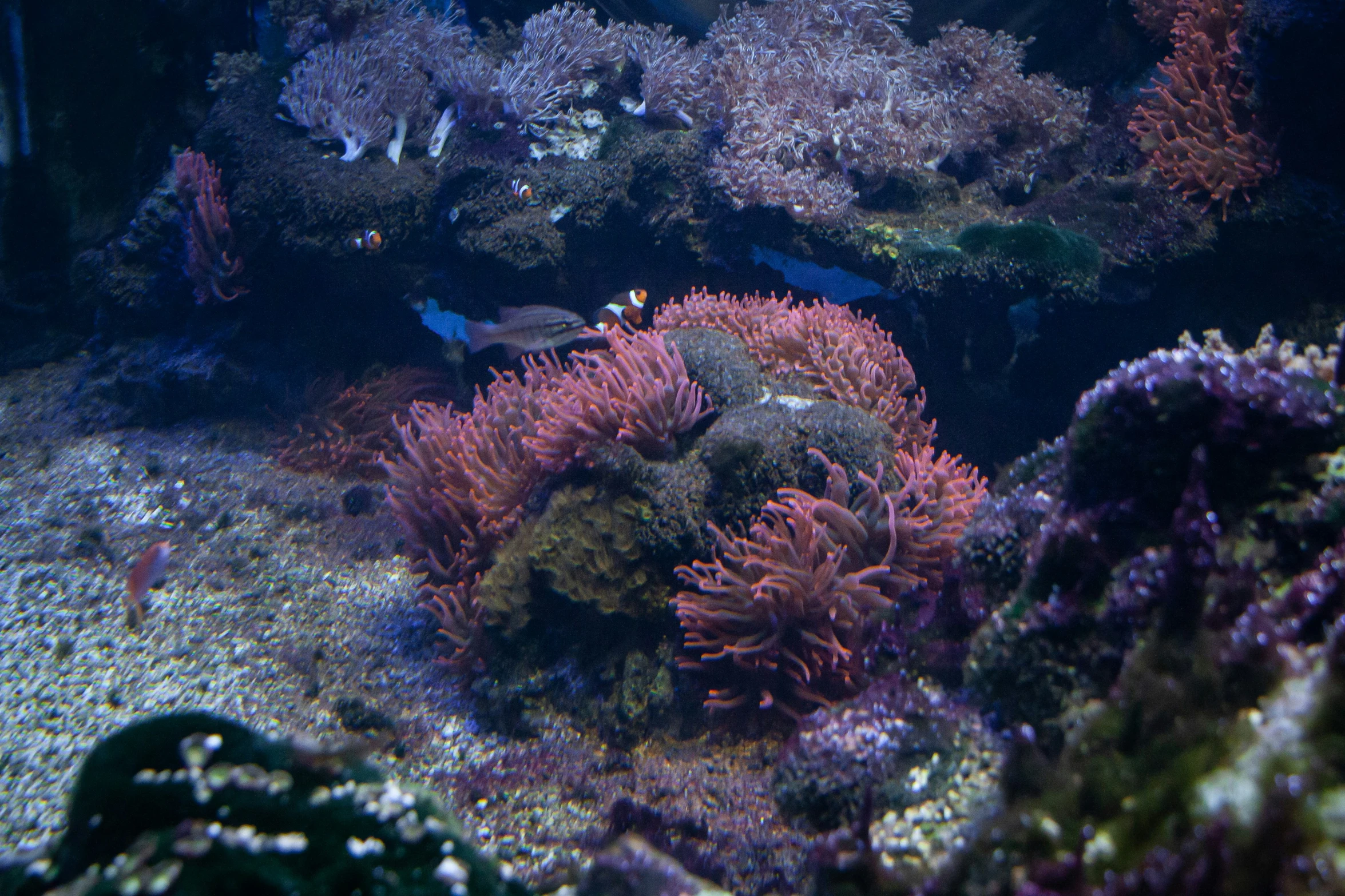 the ocean scene is beautiful and colorful with corals