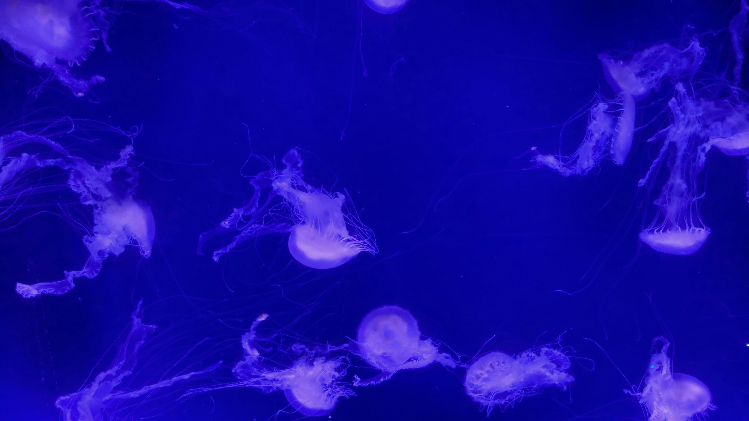 many jelly fish in purple water, with their tails sticking out