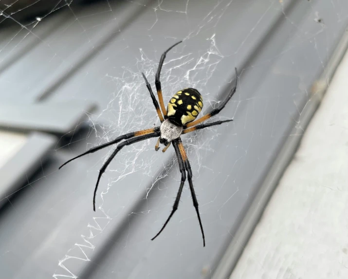 a very big spider on some kind of web